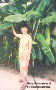 An Air Conditioner Condensation Drip System for Banana Trees Image